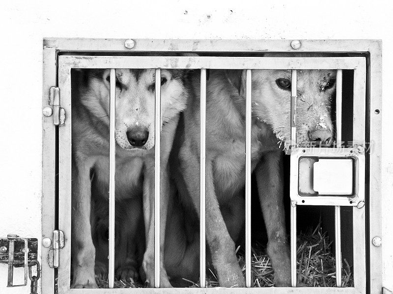雪橇狗被关在笼子的栏杆后面