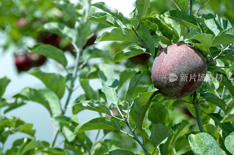 夏末熟透的苹果，喷洒过杀虫剂