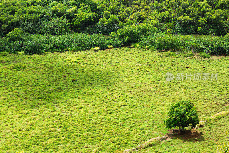 Wailua山谷牧场