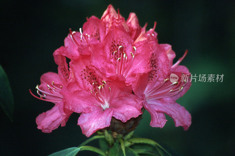 Rhododendron