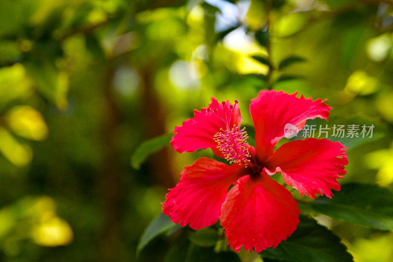 红色的芙蓉花背景