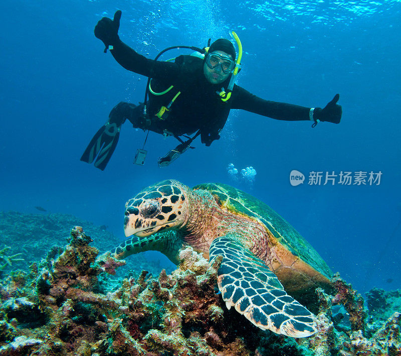 和海龟一起在大堡礁潜水。澳大利亚