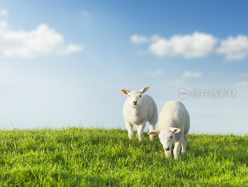 春天。牧羊在绿油油的草地上，有着田园诗般的蓝天。
