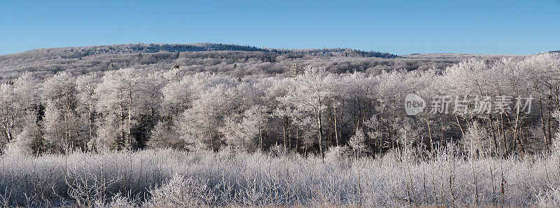 冰冻的树木冬天的边界