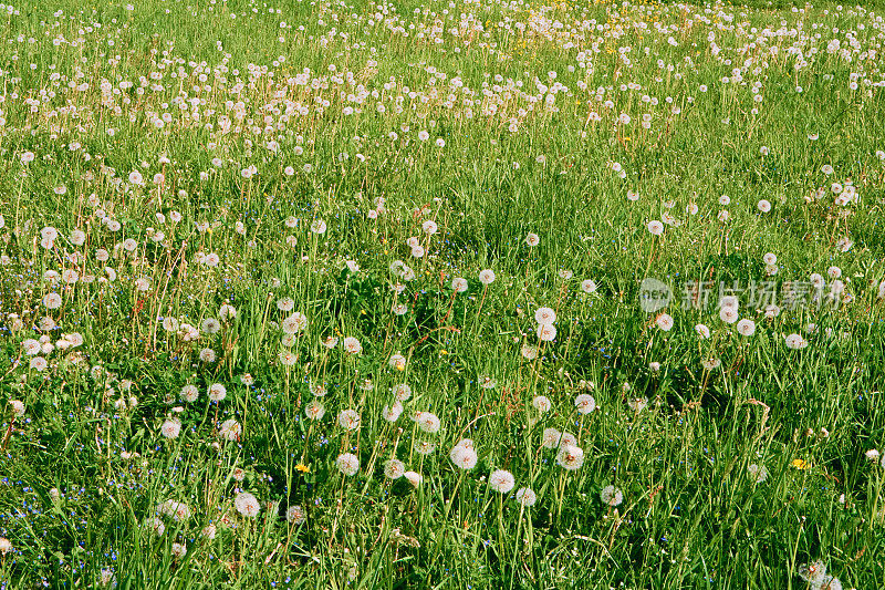 春天来了――草地，草地，蒲公英