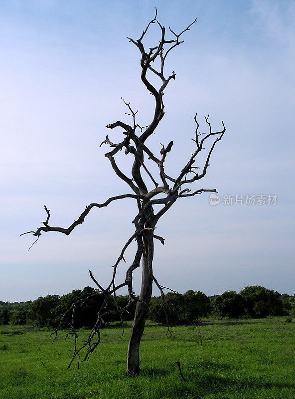 克鲁格国家公园里孤独的枯树