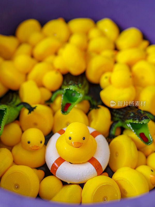 黄色的橡皮鸭和鳄鱼在一碗肥皂水里，一只主鸭子坐在一个救生圈上。