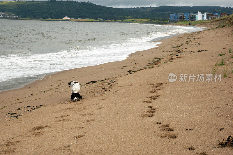 狗和脚印海滩