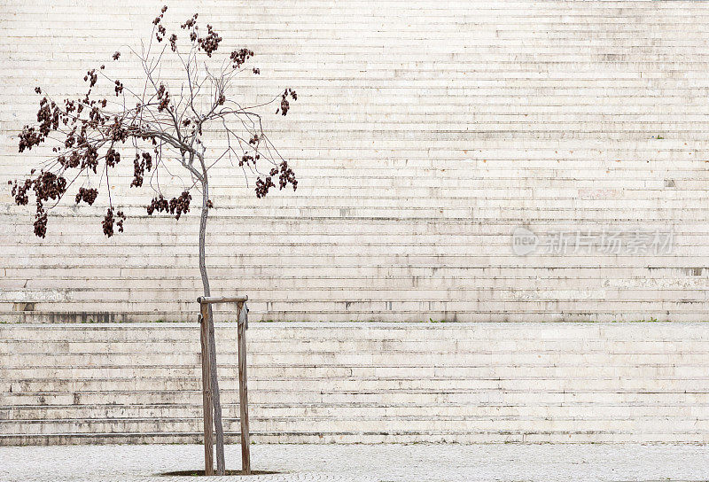 裸树与步骤背景。