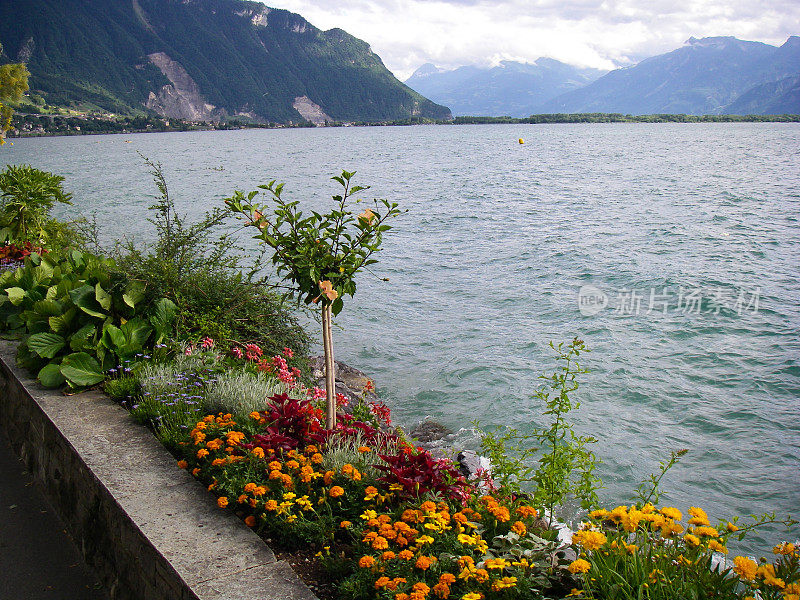 瑞士蒙特勒日内瓦湖沿岸的鲜花