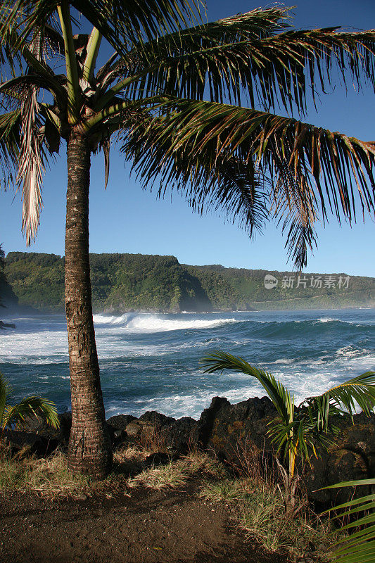 毛伊岛海岸的棕榈树。