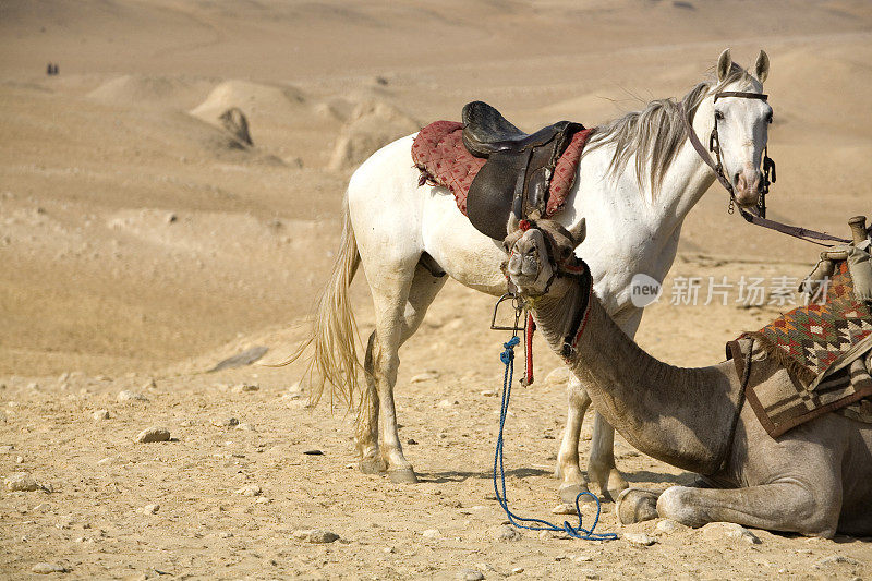 沙漠中的马和骆驼