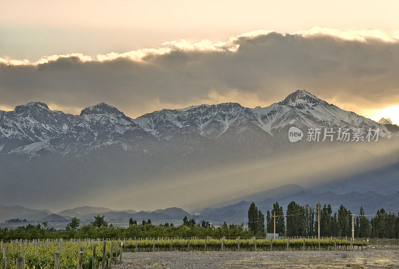 门多萨的葡萄园，以山为背景