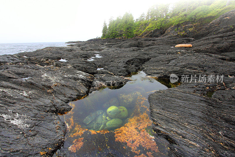 植物海滩