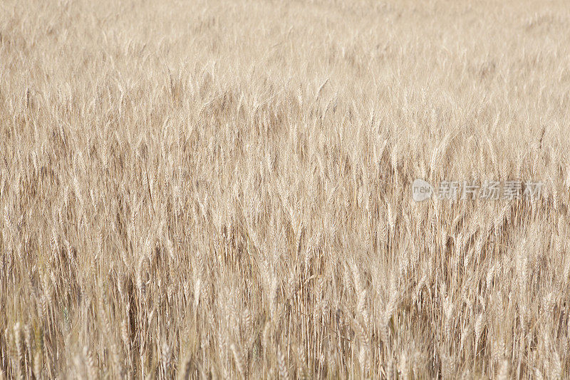 场的小麦