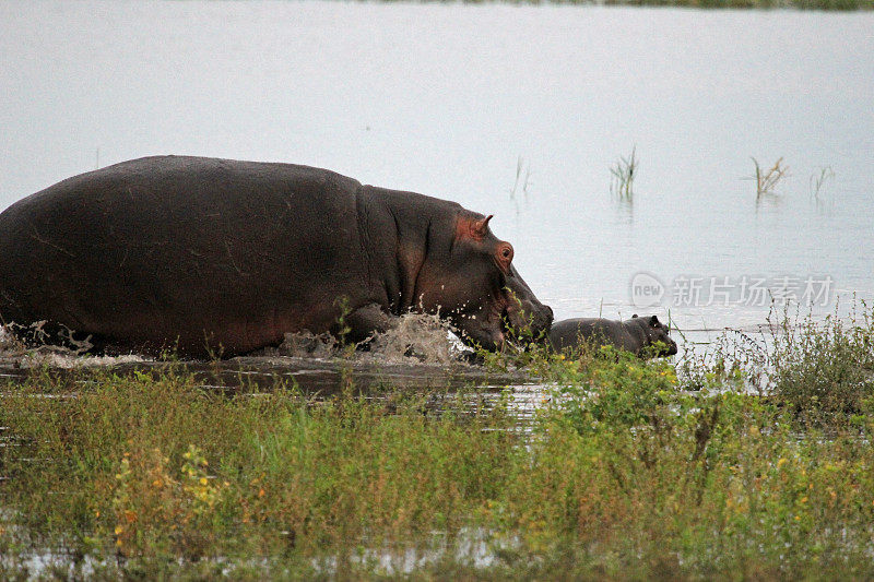 博茨瓦纳:河马在河里追逐婴儿