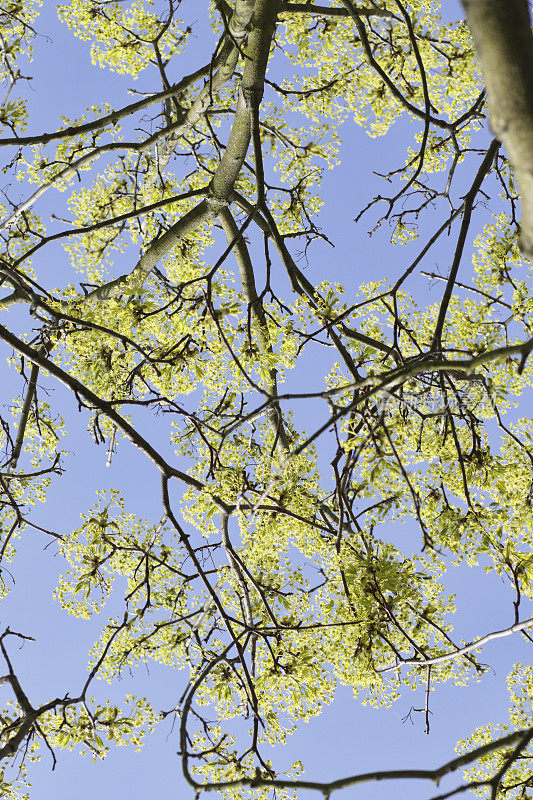 枫树槭属的黄色春天花