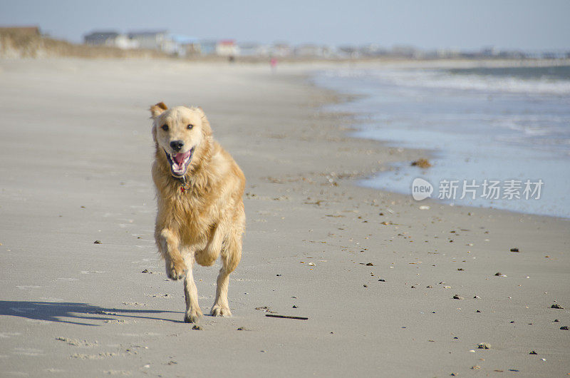 金毛寻回犬在海滩上奔跑
