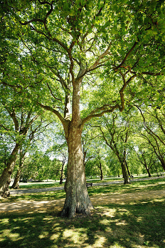 海德公园的树木