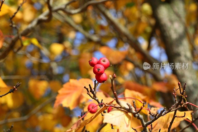 山楂苹果-海棠，秋天的颜色