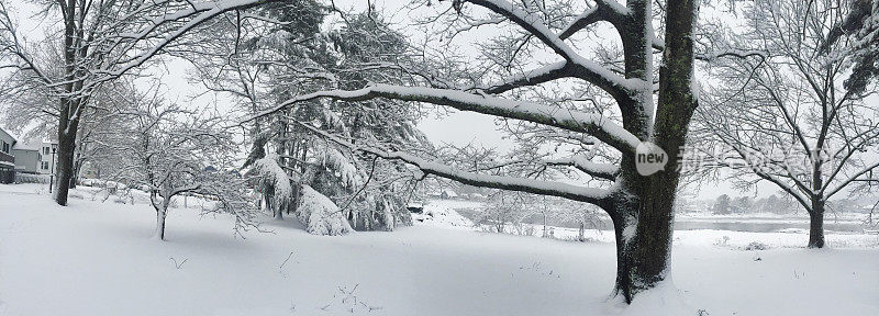 雪在树上