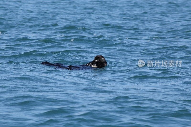 可爱的海獭在蒙特利湾吃东西