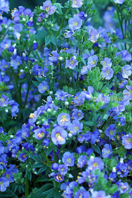 蓝色开花植物特写