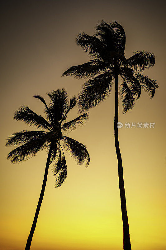 日落时风中棕榈树的剪影