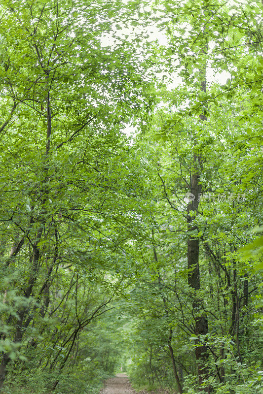 贝尔格莱德的绿色森林