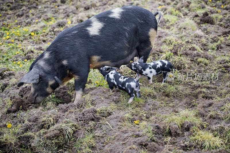 猪妈妈和两只正在哺乳的小猪。
