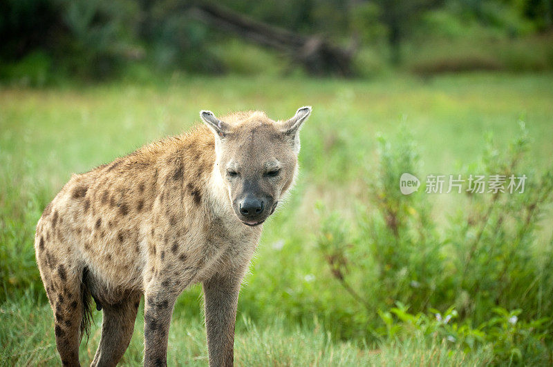 HyenaOkavango三角洲博茨瓦纳