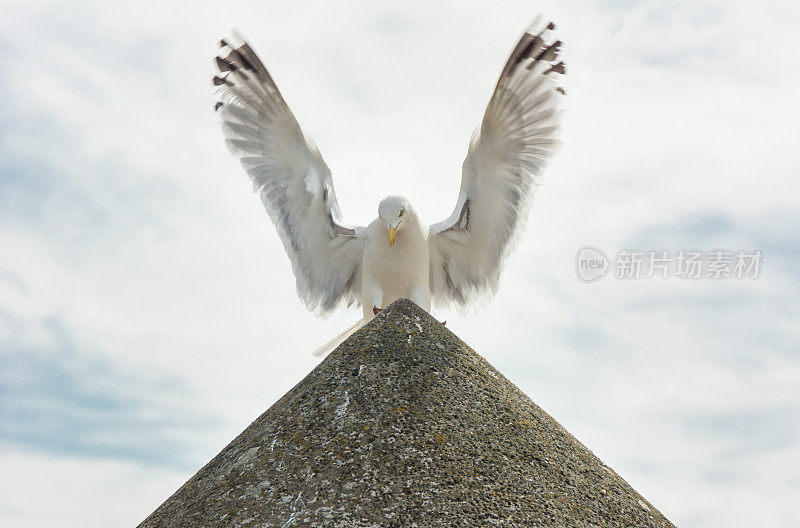 天使般的海鸥，金字塔