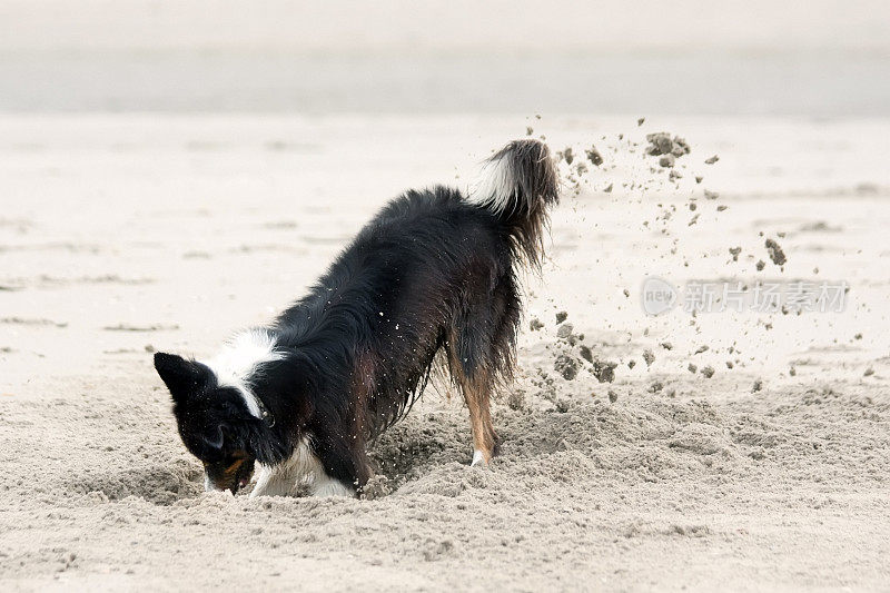 博德牧羊犬在沙滩上挖沙子