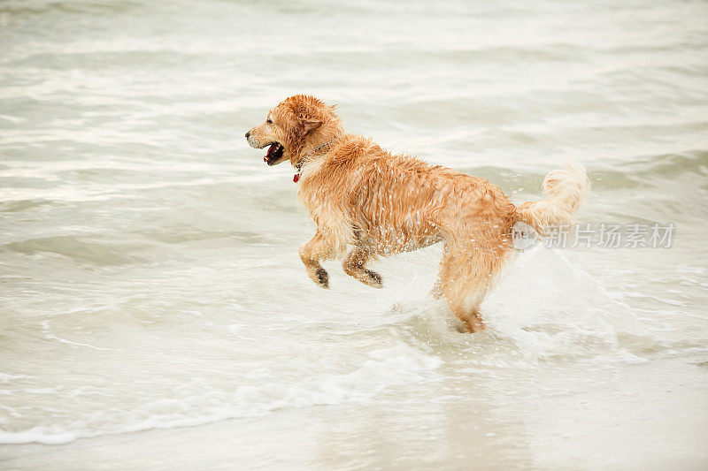 金毛猎犬跳入海水中