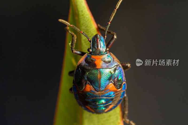 一只五彩缤纷的甲虫在一片绿叶上爬行