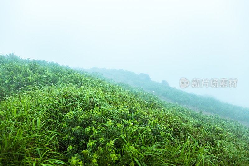 雾天的草地在山顶上