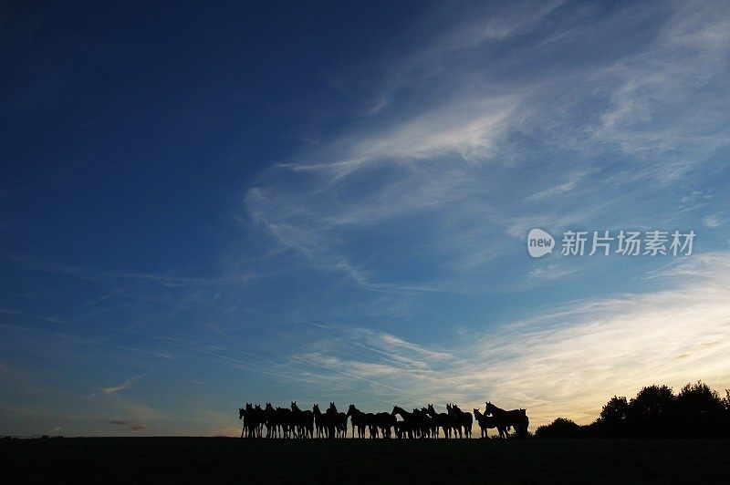 地平线上的一群马