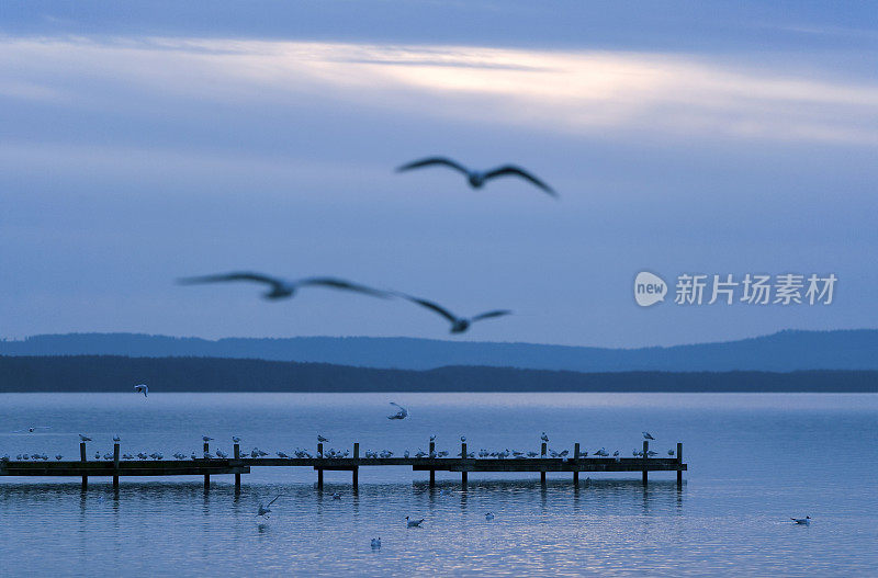 黄昏时分的湖边码头，海鸥在飞翔