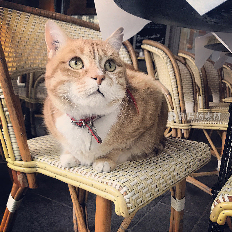 可爱的猫坐在空荡荡的巴黎咖啡馆露台，法国