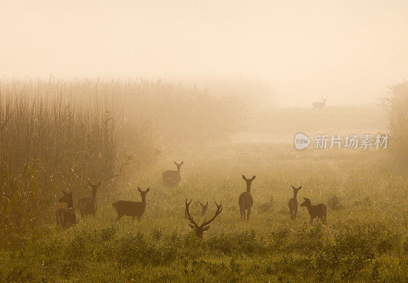 雾中的马鹿和鹿