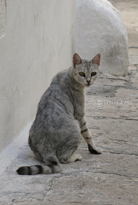 一只银灰色的虎斑猫独自走在鹅卵石街上