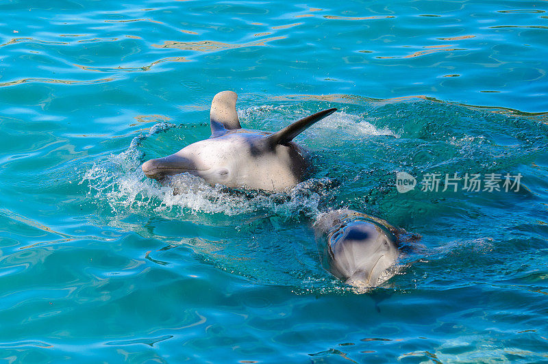 两只海豚在水里耍把戏