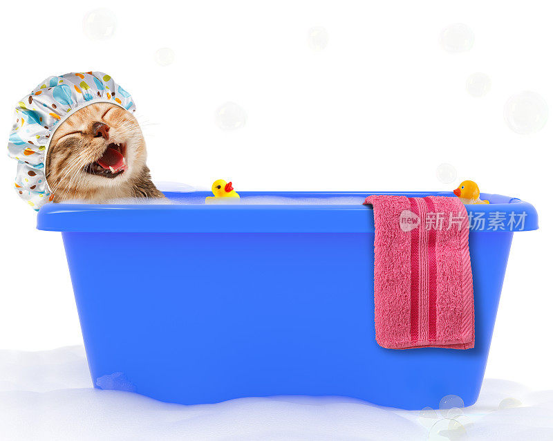 有趣的猫正在一个彩色的浴缸里和玩具鸭子一起洗澡。