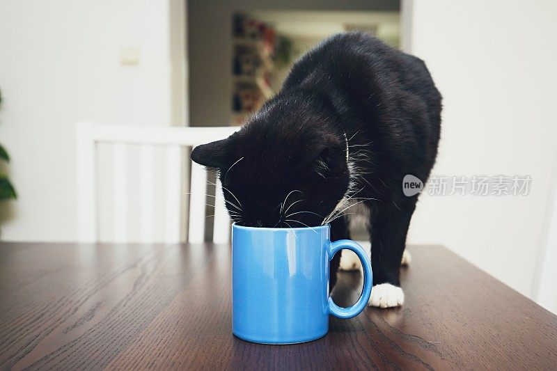 好奇的猫从杯子里喝水