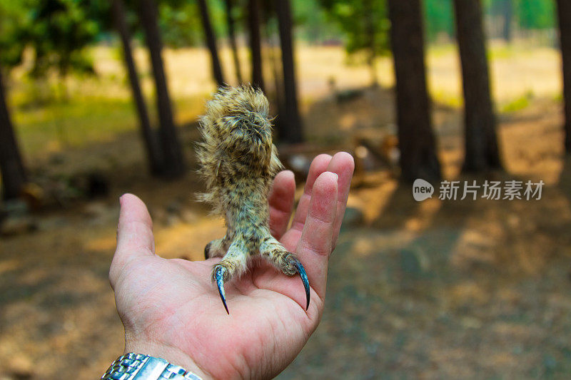 猫头鹰爪子在手上