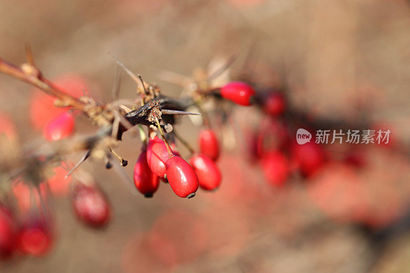 伏牛花在冬天