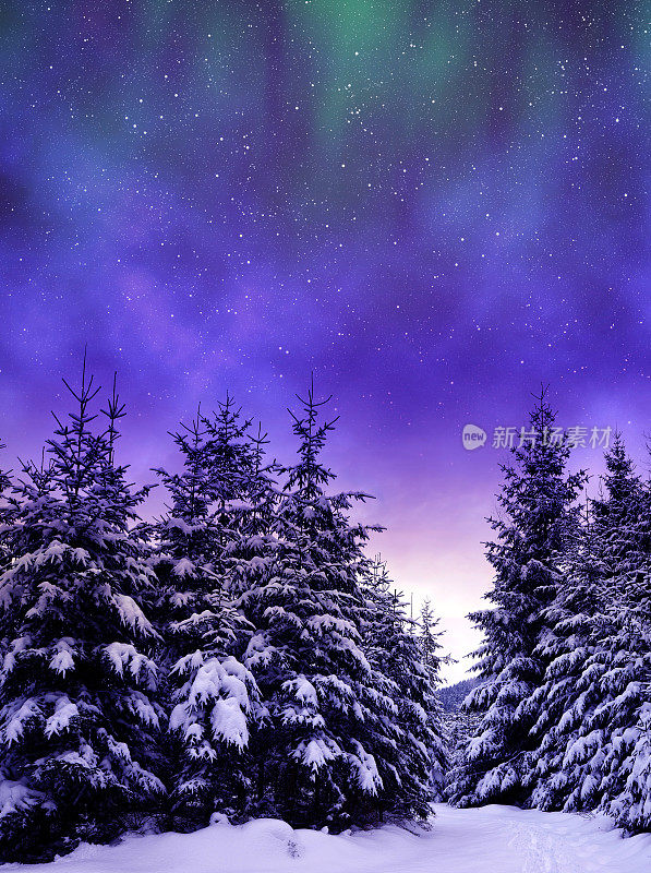 雪树在冬天的风景在夜空。