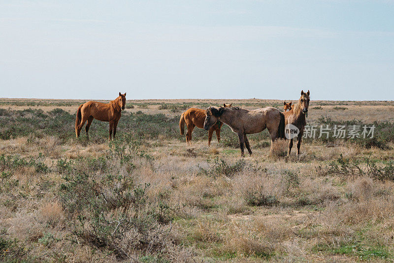 一小群马站在绿色的沙漠景观中