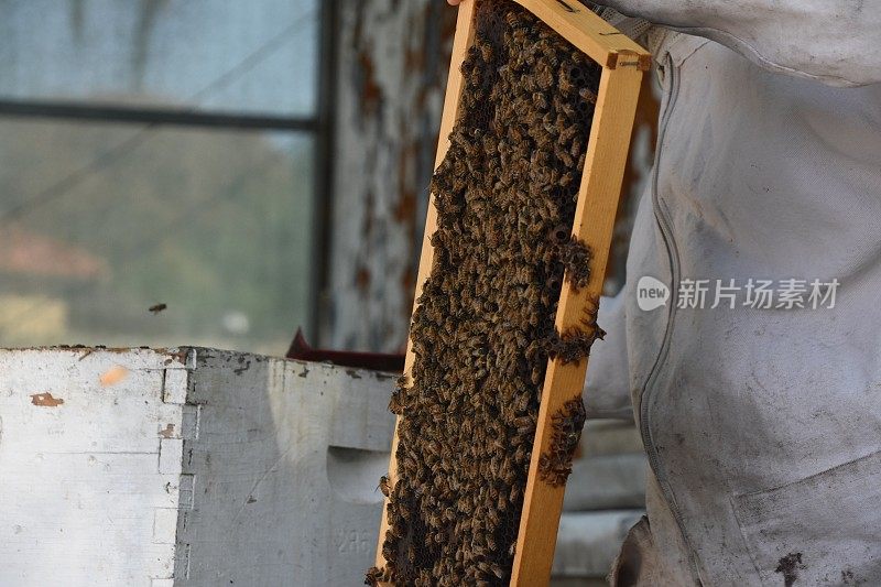 养蜂人用蜂箱采蜜