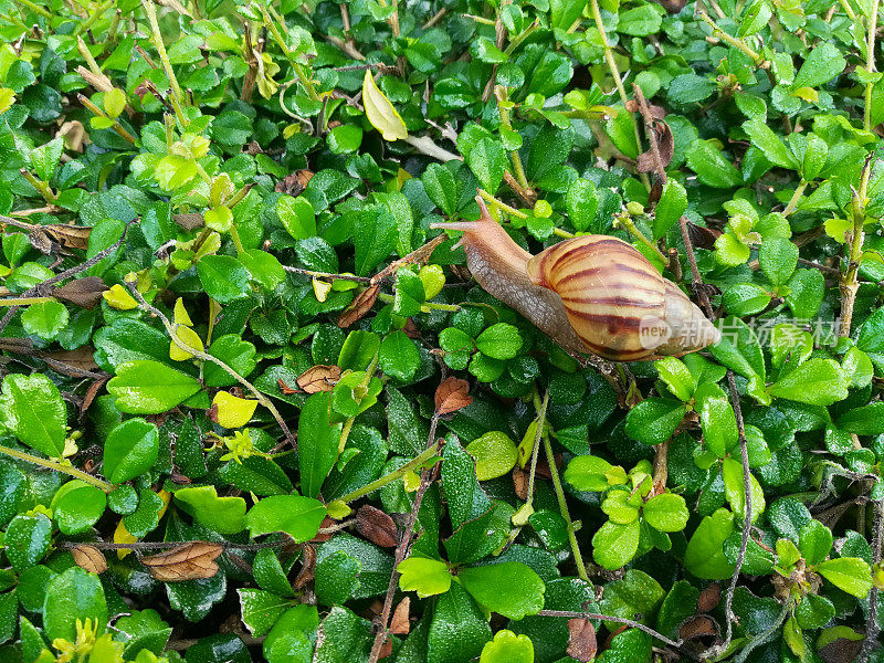 一只蜗牛正爬在绿叶墙上。慢生活的概念。
